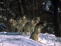 wolves wild
