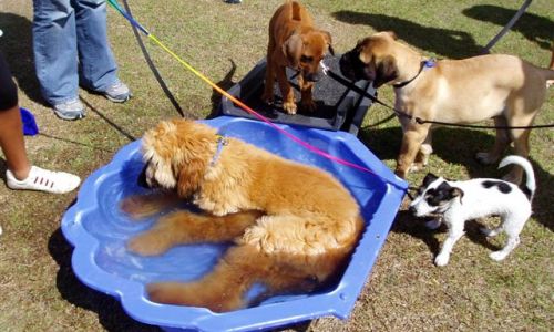 at sunday puppy school 09