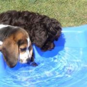 at sunday puppy school 07