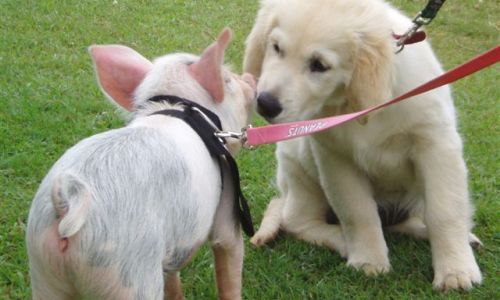 at sunday puppy school 15