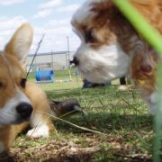 at sunday puppy school 13