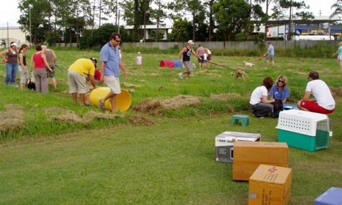 at sunday puppy school 18