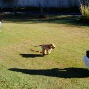 at sunday puppy school 26