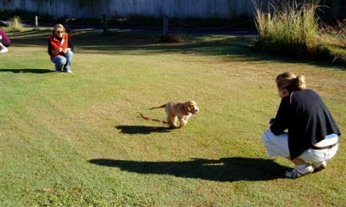 at sunday puppy school 26