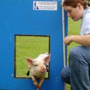 at sunday puppy school 27