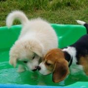 at sunday puppy school 06