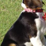 at sunday puppy school 24