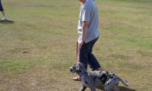 at sunday puppy school 29