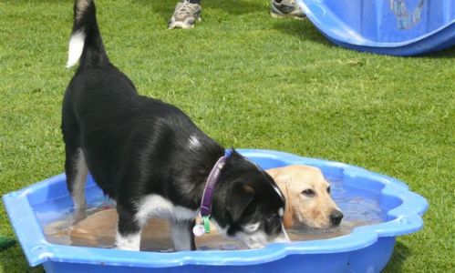 at sunday puppy school 14