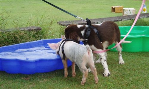 at sunday puppy school 10